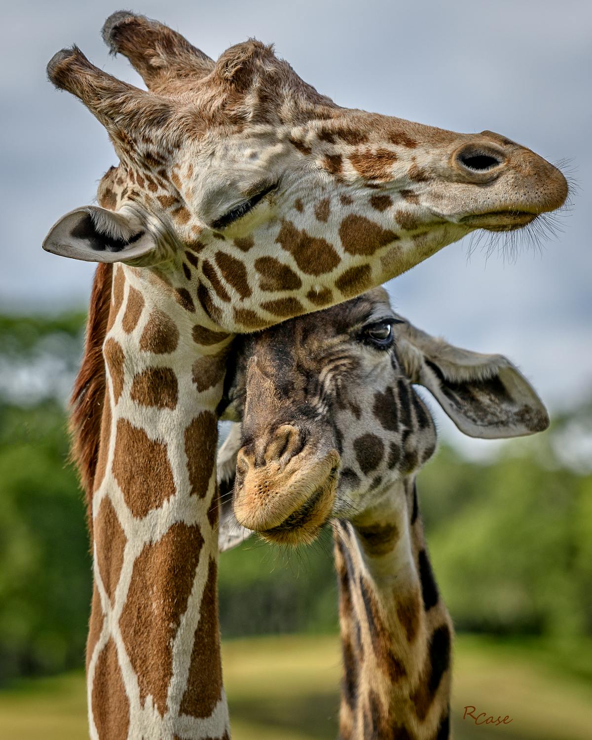 Multi-residential design